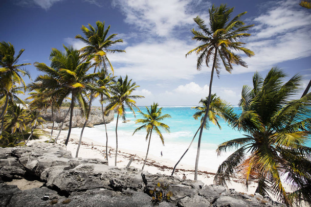 L'été à la Barbade. Vacances exotiques. Des palmiers. Eau turquoise. Ciel bleu ensoleillé. Belle plage de sable blanc. - Photo, image