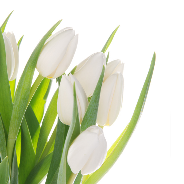 Csokor fehér tulipánok felett fehér - Fotó, kép
