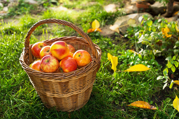 Wicker Basket with Red Apples in the Garden. - Фото, изображение
