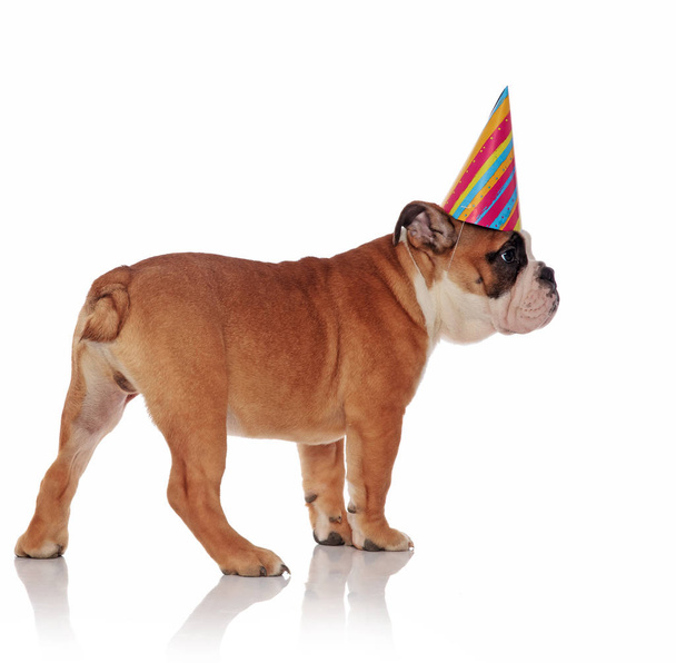 vista lateral del adorable bulldog inglés de cumpleaños mirando hacia un lado sobre fondo blanco mientras está de pie
 - Foto, imagen