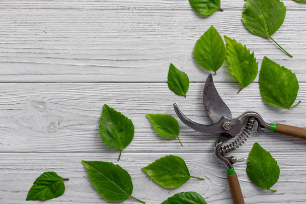 A garden secateur and green leaves on a white rustic wooden background. Pruning plants in the garden. Gardening, creative concept. Top view. - Φωτογραφία, εικόνα