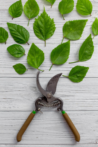 A garden secateur and green leaves on a white rustic wooden background. Pruning plants in the garden. Gardening, creative. Top view. - Foto, imagen