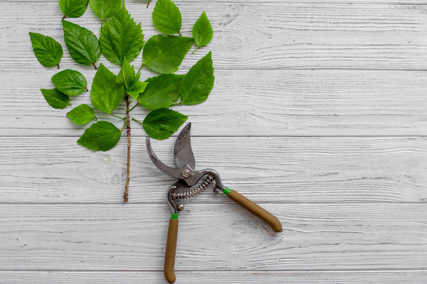 A garden secateur and green leaves on a white rustic wooden background. Green Tree. Pruning plants in the garden. Gardening, creative concept. Top view. - Foto, imagen
