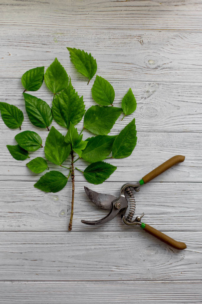 A garden secateur and green leaves on a white rustic wooden background. Green Tree. Pruning plants in the garden. Gardening, creative concept. Top view. - Φωτογραφία, εικόνα