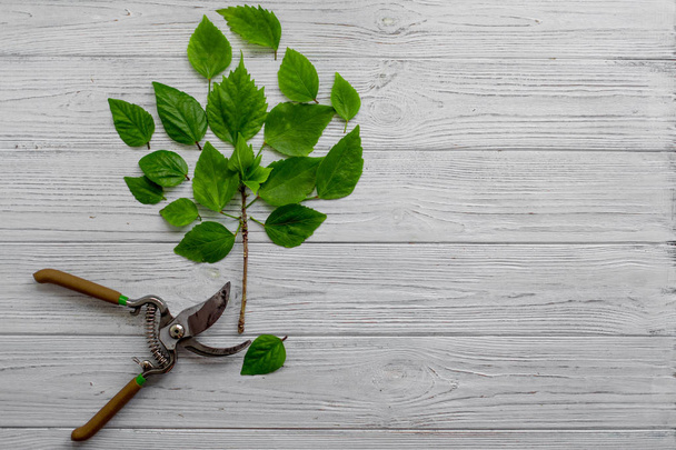 A garden secateur and green leaves on a white rustic wooden background. Green Tree. Pruning plants in the garden. Gardening, creative concept. Top view. - Φωτογραφία, εικόνα