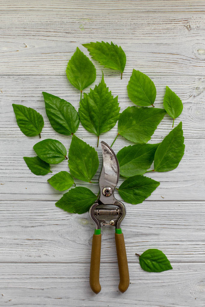 A tree from a garden pruner and green leaves on a white rustic wooden background. Pruning plants in the garden. Gardening, creative concept. Top view. - Zdjęcie, obraz