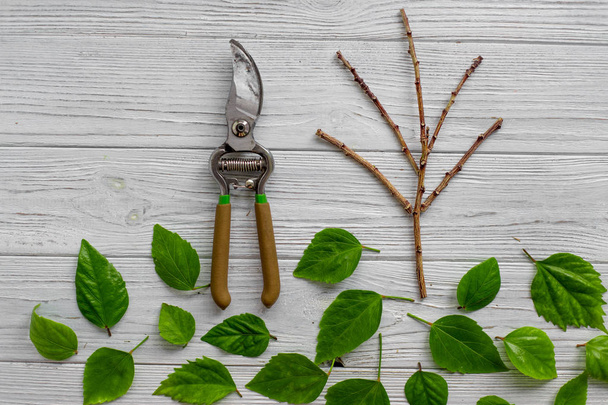 A garden secateur and green leaves on a white rustic wooden background. Pruning plants in the garden. Gardening, creative concept. Top view. - 写真・画像