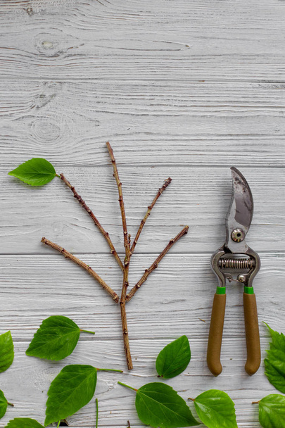 A garden secateur and green leaves on a white rustic wooden background. Pruning plants in the garden. Gardening, creative concept. Top view. - Foto, imagen