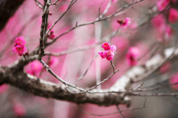 Flor de ciruela rosa de cerca
 - Foto, imagen