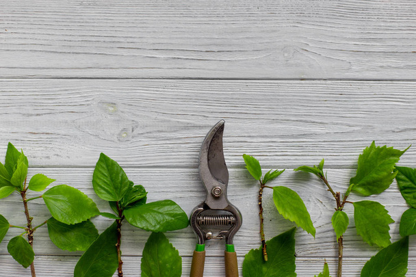 A garden pruner, branches and green leaves on a white rustic wooden background. Pruning plants in the garden. Gardening, creative concept. Top view. - 写真・画像