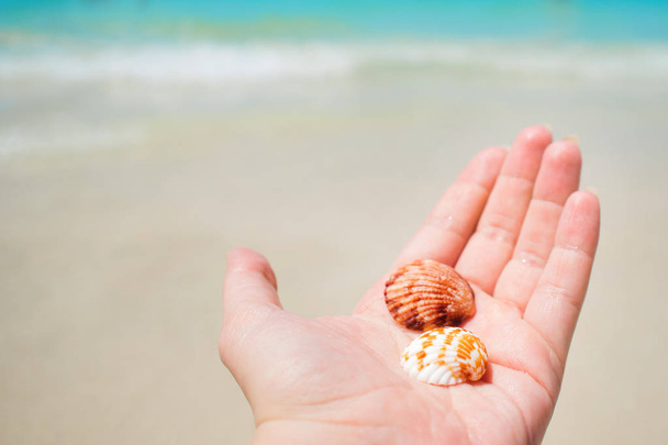 Sea shell in hand on the background of the beautiful blue sea - Φωτογραφία, εικόνα