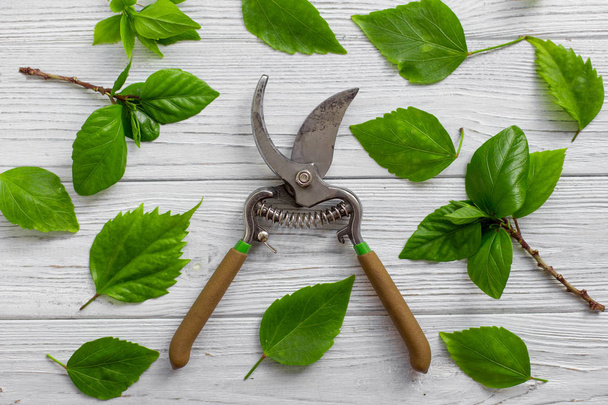 A garden pruner, branches and green leaves on a white rustic wooden background. Pruning plants in the garden. Gardening, creative concept. Top view. - 写真・画像