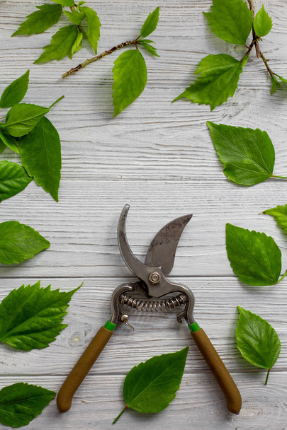 A garden pruner, branches and green leaves on a white rustic wooden background. Pruning plants in the garden. Gardening, creative. Top view. - Φωτογραφία, εικόνα
