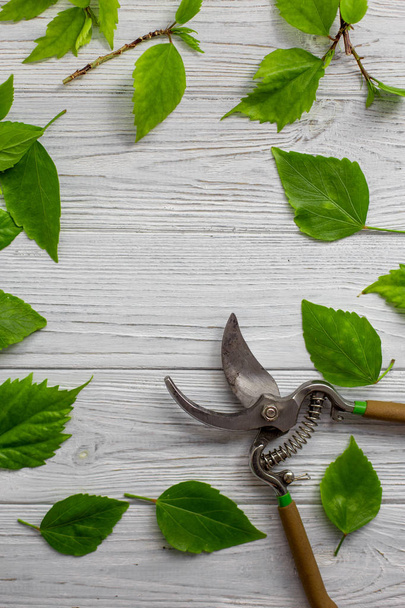 A garden pruner, branches and green leaves on a white rustic wooden background. Pruning plants in the garden. Gardening, creative concept. Top view. - Foto, Bild