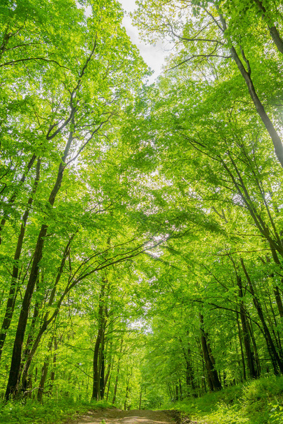 Frühlingsgrüner Wald - Foto, Bild