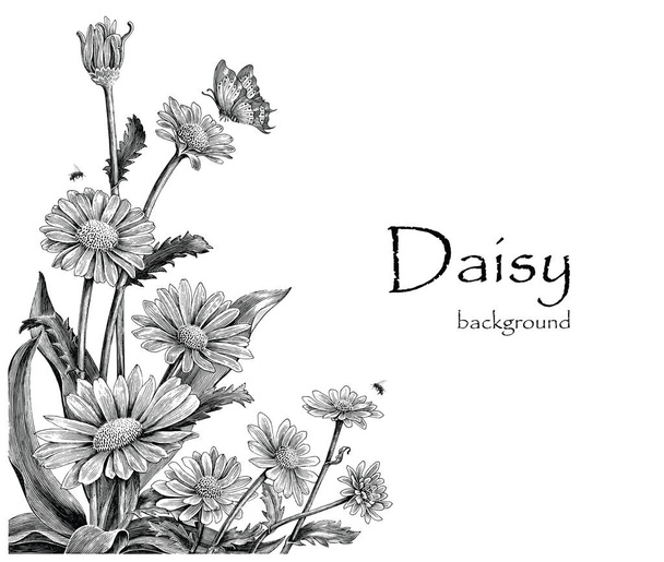 デイジーの花の手ホワイト バック グラウンドで描画のヴィンテージ - 写真・画像
