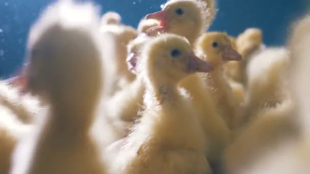 Plenty of ducklings are swarming and quacking - Materiał filmowy, wideo