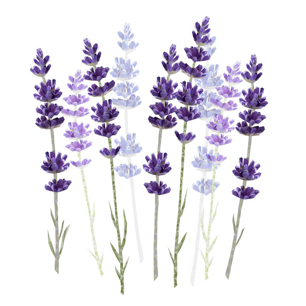 Lavender isolated on white background vector illustration - Vetor, Imagem