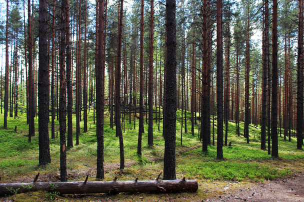 sun and coniferous forest of pine in the reserve. Leningrad Region, Russia. - Photo, Image