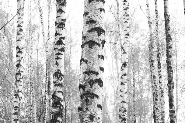 foto preto-e-branco com bétulas brancas com casca de bétula em bosque de bétula entre outros bétulas
 - Foto, Imagem