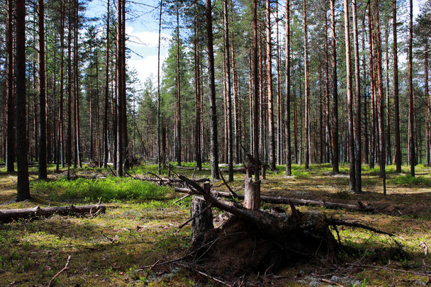 солнце и хвойный лес сосны в заповеднике. Ленинградская область
. - Фото, изображение