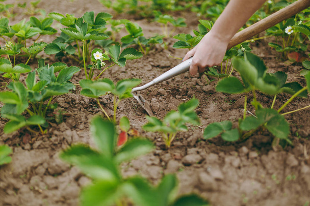 Woman hands remove weeds from her strawberry beds using hoe - Foto, immagini