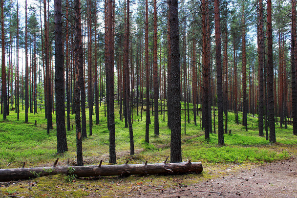 sun and coniferous forest of pine in the reserve. Leningrad Region, Russia. - Φωτογραφία, εικόνα