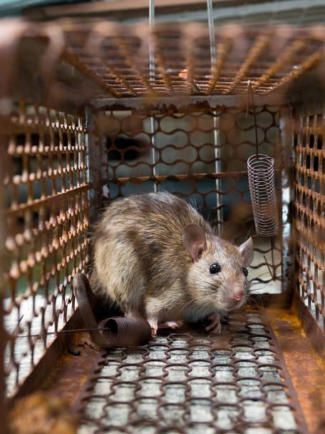 De rat was in het vangen van een kooi. Rat heeft besmetting de ziekten bij de mens zoals leptospirose, Pest. Huizen en woningen mag geen muizen hebben. De controle van het huisdier. Besmettelijke dierziekten voorkomen - Foto, afbeelding