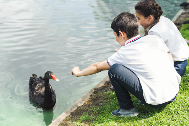 preteen schoolchildren feeding swan in park pond - 写真・画像