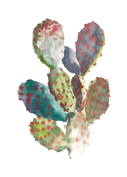 Watercolor hand drawn cactus, succulent isolated on white background. Vintage watercolor botanical illustration for textile, print, invitation, party. Tropical concept. - Фото, изображение