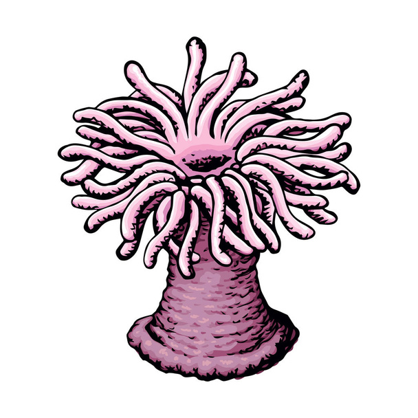 Крупный план милый вентилятор гигантского побережья живут розовые Actiniaria гексакораллии укуса щупальца значок на белом фоне. Свободный ручной яркий цветной рисунок вывески скетчи в стиле ретро каракули
 - Вектор,изображение