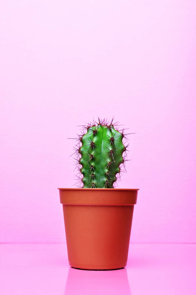 Mały zielony Kaktus w czerwony Doniczka na jasnym tle różowy - Zdjęcie, obraz
