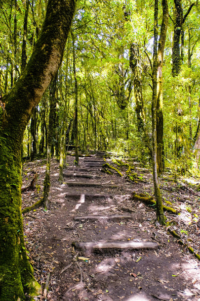 Nature trail walk way - Zdjęcie, obraz