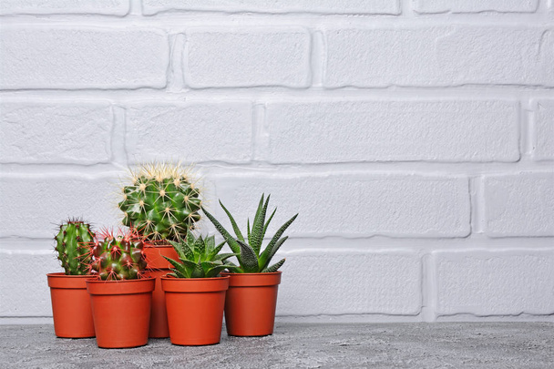 Set of small cacti in red flower pots with copy space on gray concrete and brick wall background - Фото, изображение
