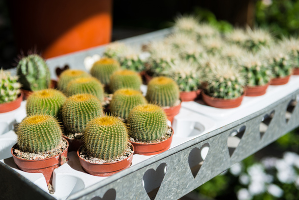 cactuses - Photo, Image