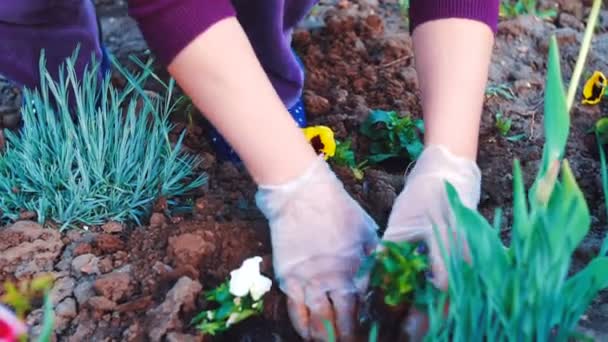close shot of a woman planting flowes in her garden - Materiał filmowy, wideo