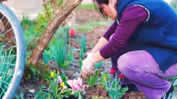 Zamknij strzał z kobieta sadzenia flowes w swoim ogrodzie - Materiał filmowy, wideo
