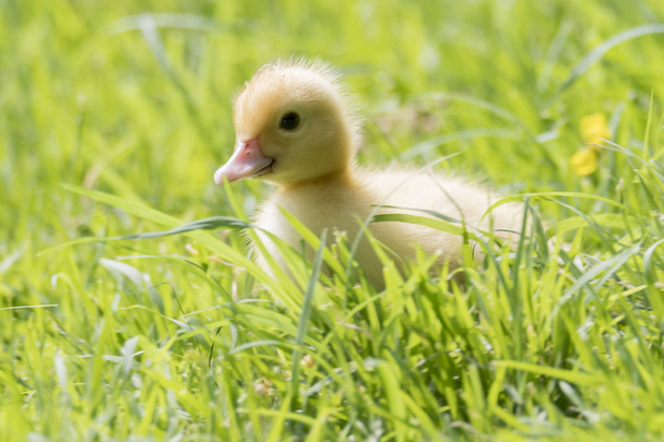 Kaczek piżmowych kaczątko na trawie - Zdjęcie, obraz