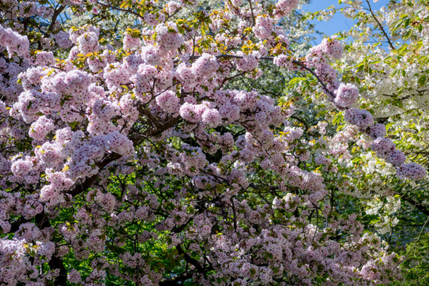 kersenbloesem boom met bloemen op de takken in de botanische tuin - Foto, afbeelding