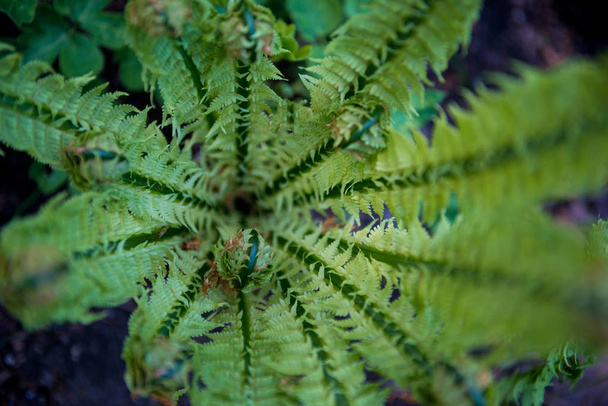 foco seletivo de samambaia verde bonita no jardim botânico
  - Foto, Imagem