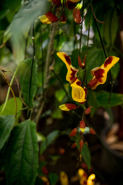 Orchidées
 - Photo, image