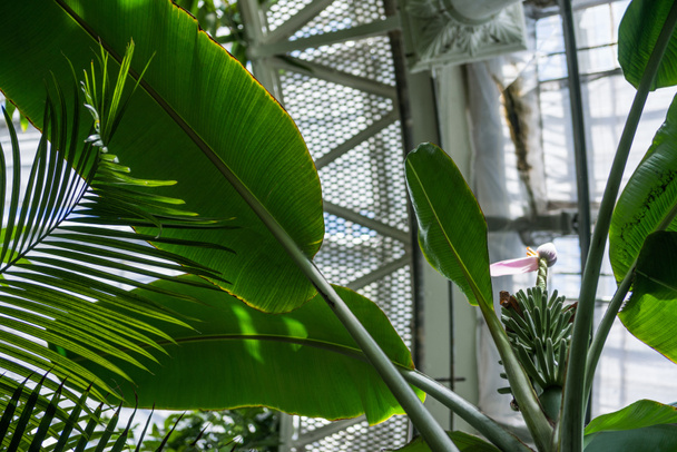 lage hoekmening van palm groene bladeren die plafond in botanische tuin  - Foto, afbeelding