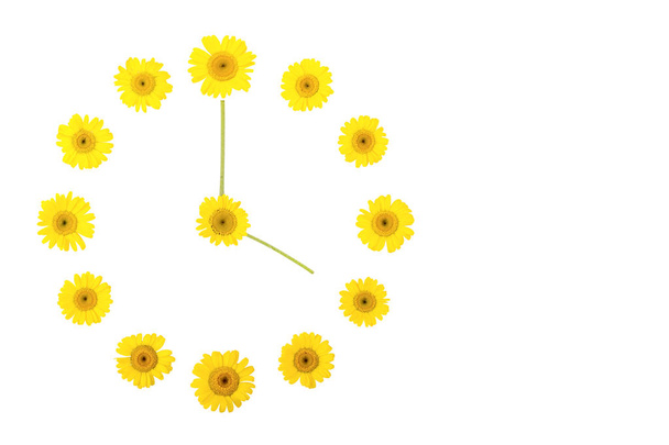 Flower clock from yellow daisies, showing time at four o'clock in the afternoon or night. Isolate, copyspace, Flatley - Zdjęcie, obraz