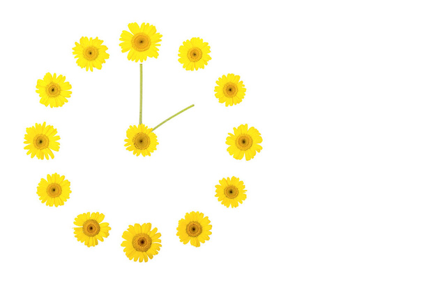 A flower clock made of yellow daisies, showing the time of two hours a day or night. Isolate, copyspace, Flatley - Zdjęcie, obraz