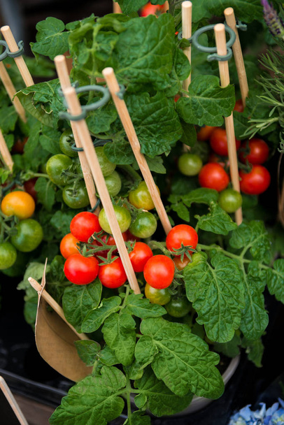 Close-up beeld van rijpe en onrijpe cherry tomaten op houten stokken met groene bladeren  - Foto, afbeelding