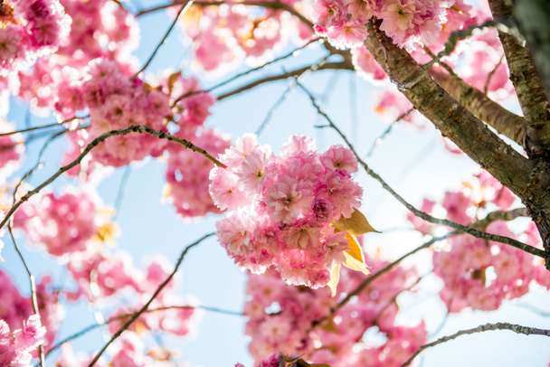 low angle view of pink flowers on branches of cherry blossom tree  - Фото, зображення