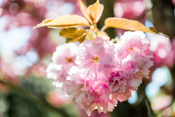 close up view of pink flowers on branch of sakura tree  - Zdjęcie, obraz