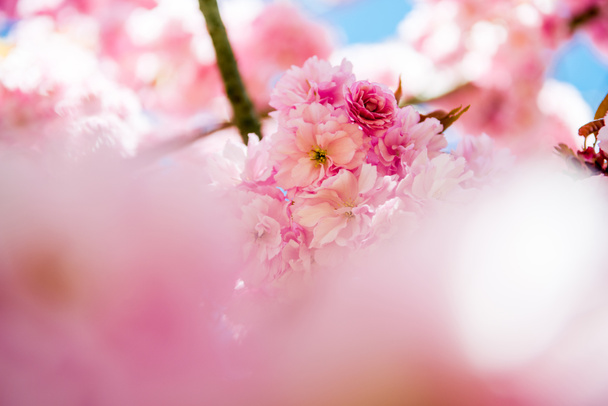 selective focus of pink flowers on branches of cherry blossom tree  - Foto, Imagem
