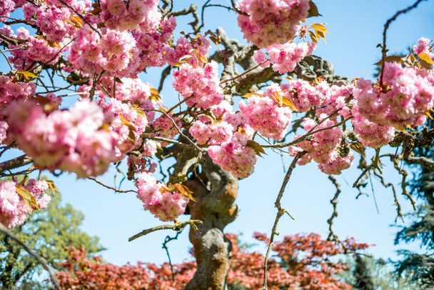 zbliżenie kwiatów róż na gałęzi drzewa sakura  - Zdjęcie, obraz