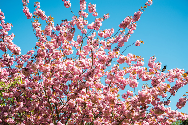 χαμηλή γωνία προβολής δέντρου sakura εναντίον φωτεινό μπλε ασυννέφιαστο ουρανό  - Φωτογραφία, εικόνα